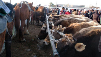 Фотография к новости: Түркістандағы мал базарынан аю табылды 