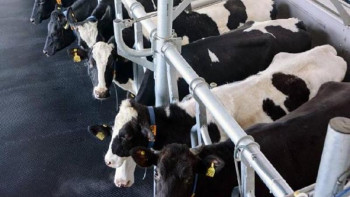 Фотография к новости: БҚО-да инвесторлар сүт фермасына 6,2 млрд теңге инвестиция салады 