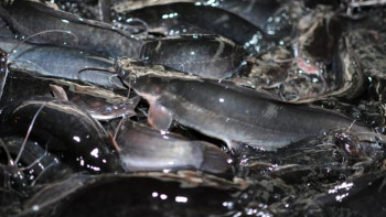 Фотография к новости: Ақтөбеде африкалық жайындар өсірілетін болды