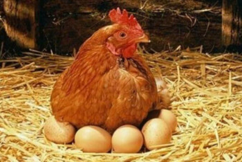 Фотография к новости: Ақтөбеліктерге тегін жұмыртқа таратылуда 