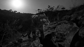 Фотография к новости: Ғасыр өткен соң. Кенияда қара қабылан фотоға түсірілді