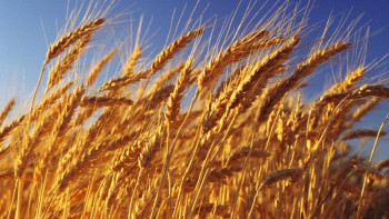 Фотография к новости: Иран Қазақстаннан 1 миллион тонна бидай сатып алады