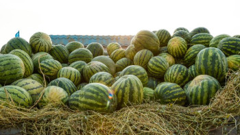 Фотография к новости: Сыр өңірі ауыл шаруашылығы өнімдерінің 15 түрін экспорттауда