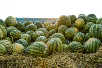 Фотография к новости: Сыр өңірі ауыл шаруашылығы өнімдерінің 15 түрін экспорттауда