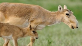 Фотография к новости: 1 миллионнан 215 мың қалды: Киіктерді ату оқиғасы азаяр емес
