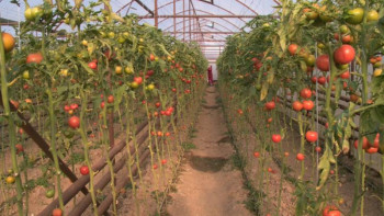 Фотография к новости: Алматы облысында ауылшаруашылық өнімдерінен мол табыс түсті