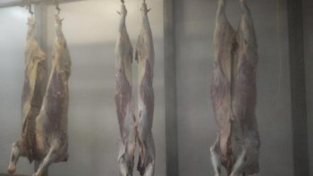 Фотография к новости: Профессионалдар. Халал хикая. Қасапшылар