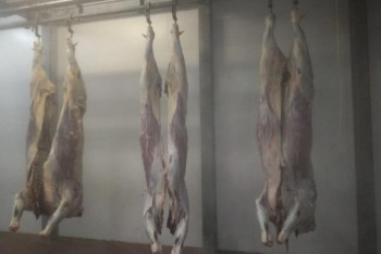 Фотография к новости: Профессионалдар. Халал хикая. Қасапшылар