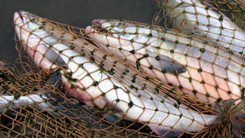 Фотография к новости: Заңсыз ауланған балықты тасымалдаушылар ұсталды﻿ 