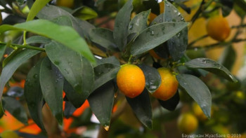 Фотография к новости: Астанадағы бақта алғаш рет апельсин мен банан көшеті отырғызылды