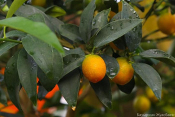 Фотография к новости: Астанадағы бақта алғаш рет апельсин мен банан көшеті отырғызылды