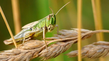 Фотография к новости: Шегірткемен күрес мәселесін Қазақстан мен Ресей бірлесіп шешпек