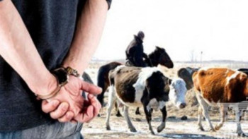 Фотография к новости: Қарағандыда барымташылар құрықталды