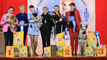 Фотография к новости: Өскеменде ит тұқымдарының көрмеcі өтті