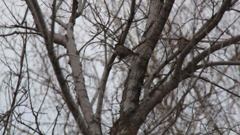 Фотография к новости: Көктемді күткен Қызылжар