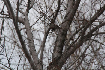 Фотография к новости: Көктемді күткен Қызылжар