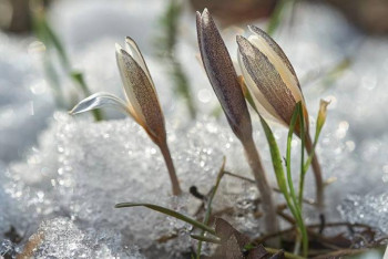 Фотография к новости: Andrian Zvigin. Мен, қойшы және бәйшешектер /фото/