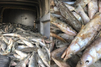 Фотография к новости: Браконьерлер мемлекетке 25 млн теңгеден астам шығын келтірді