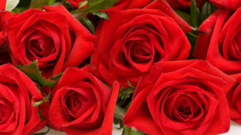 Фотография к новости: Бір жылда қазақстандық бағбандар 24 миллионға жуық гүл өсірді