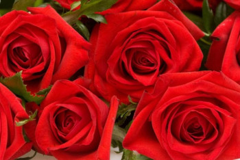 Фотография к новости: Бір жылда қазақстандық бағбандар 24 миллионға жуық гүл өсірді