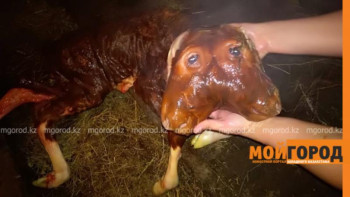 Фотография к новости: Ақтөбе облысында екі басты бұзау туылды