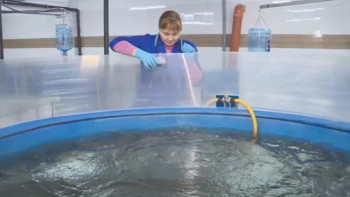 Фотография к новости: Ақтөбеліктер өсірген африкалық жайын Қытайға экспортталады