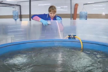 Фотография к новости: Ақтөбеліктер өсірген африкалық жайын Қытайға экспортталады