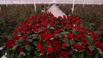 Фотография к новости: Миллон-миллион раушан гүл... 