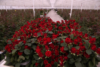 Миллон-миллион раушан гүл... 