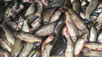 Фотография к новости: АШМ басшысы Жайықтың жағдайы жайлы: Балықтар қайта уланып жатқан жоқ