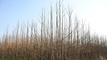 Фотография к новости: Сарыағашта әлемдегі ең жылдам өсетін ағаш өсірілуде