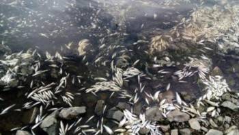 Фотография к новости: Жайықта балықтың қырылуы 8,5 млн теңгеден астам шығын келтірді 