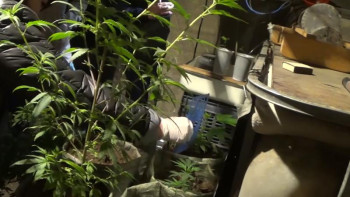 Фотография к новости: Жертөледе есірткі өсірген Алматы облысының азаматы ұсталды