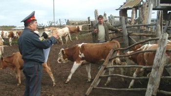 Фотография к новости: Мал ұрлығының алдын алу жұмысы күшейтілді