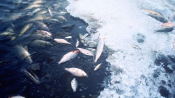 Фотография к новости: АШМ: Өлген балықтар Жайық өзеніндегі табиғи популяцияға әсер етпейді