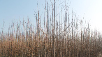 Фотография к новости: Кәсіп: «мұнай мұнаралары»