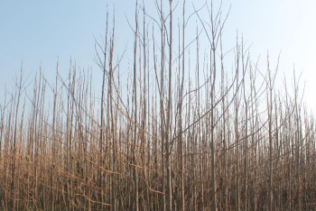 Фотография к новости: Кәсіп: «мұнай мұнаралары»