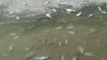 Фотография к новости: Жайықта ғылыми зерттеу жүргізіледі