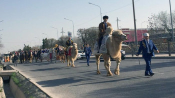 Фотография к новости: Түйедегі аталар, арбадағы әжелер. Шымкент көшесімен Наурыз керуені жүрді