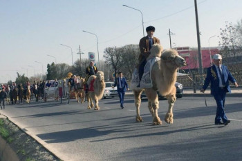 Фотография к новости: Түйедегі аталар, арбадағы әжелер. Шымкент көшесімен Наурыз керуені жүрді