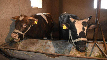 Фотография к новости: Полицейлер бір күнде мал ұрлығының 20-ға жуық дерегін ашты