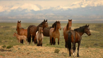 Фотография к новости: Шекарашылар 60 бас жылқыны ұрлаған ﻿барымташыларды ұстады