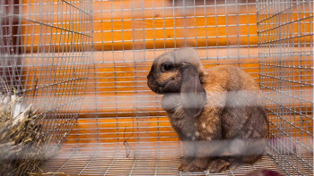 Фотография к новости: Көліктегі заңсыз зообақ