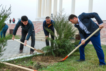Фотография к новости: Қызылордадағы Тұңғыш Президент саябағына 2100 ағаш отырғызылды