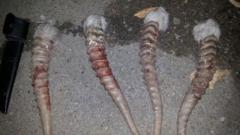 Фотография к новости: Жүзден астам киікті қырған браконьерлердің қатарында табиғат қорғаушылар да бар