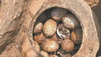 Фотография к новости: Қытай  археологтары 2,5  мың  жыл  болған  жұмыртқа тауып  алды