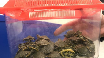 Фотография к новости: Қытайдан Қазақстанға тасбақа алып өтпек болғандар ұсталды 