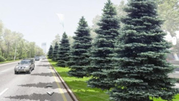 Фотография к новости: Алматыдағы Әл-Фараби даңғылының бойына 700-ден астам ағаш отырғызылады