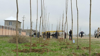 Түркістанда 10 мың түп Павлония ағашы отырғызылады 