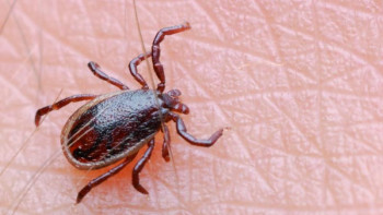 Фотография к новости: Дәрігерлер кене шағу маусымының жақындап келе жатқанын ескертті 